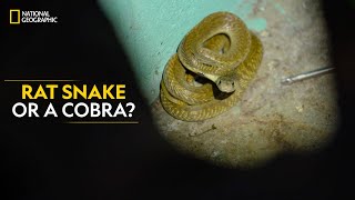 Rat Snake or a Cobra  Snakes SOS Goa’s Wildest  National Geographic [upl. by Zennas502]