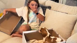 NEW PUPPY SURPRISE COMPILATION 2024  WHOLESOME SURPRISE MOMENTS [upl. by Lalage]