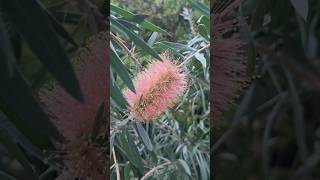 브러쉬를 닮은 병솔나무 Callistemon lanceolatus [upl. by Asikal]