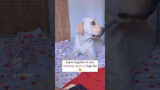 Kuch to bolna chah ri😁😂labrador doglover funny comedy shorts fyp ytshort explore love [upl. by Okihsoy]