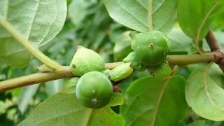 Diospyros lotus Caucasian persimmon [upl. by Fania]