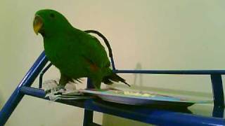 Eclectus Parrot RAWRgles aka Screech [upl. by Ennael]