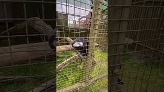 Black cockatoo in cage aussiemachan australia cockatoo cage [upl. by Asile422]