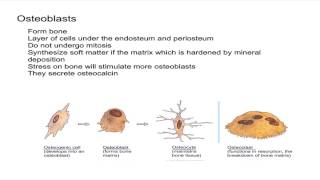 Osteogenic Cells and Osteoblasts [upl. by Artinahs48]