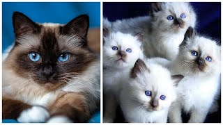 20 Interesting Facts about Birman Cats [upl. by Mcculloch]