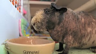 Bullseye Skinny Pig Eating Pellets [upl. by Mcgean]