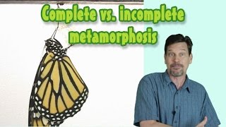 Complete vs Incomplete Metamorphosis for kids Larva pupa nymph naiad defined [upl. by Gaven]