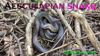 Beautiful Aesculapian snake in nature  Beautiful reptile in the forest [upl. by Sommers]