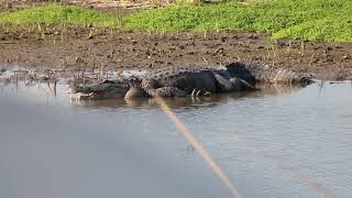 One of the alligators at Teal pond at Brazoria Wildlife Refuge pt 3 [upl. by Ilise]