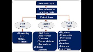 Typhoid FeverEnteric Fever PathophysiologySalmonella typhi Symptoms Diagnosis Etiology [upl. by Zandra20]