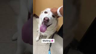 Groomers grooming dogvideos cutevideos husky cutedog fyp foryou foryoupage dogsofyoutube [upl. by Nitaf451]