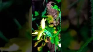 చిట్టి కాకర కాయ🌿karela ka paudha bittergourd nature organic originalvideovegetables gardenyt [upl. by Lana]