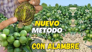 El secreto de Clonar Muchas plantas de limón 🍋con alambre de AMARRE que muchos no quieren que sepas [upl. by Nnyleitak249]