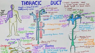 Thoracic Duct  Largest Lymphatic Duct  Anatomy  Course  Tributaries  Clinical [upl. by Assek]