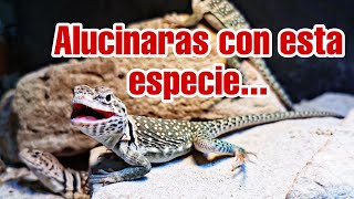 Lagarto de collar tiliqua y visita de nuestro gran amigo de EXOTIC REPTILES [upl. by Horn842]