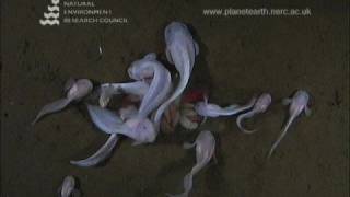 Underwater footage of Hadal Snailfish [upl. by Ahsytal]