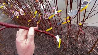 Tips on Selecting Bare Root Trees [upl. by Feola]