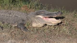 Brutus the mate of Oneeye basking near the road at Brazoria Wildlife Refuge pt 2 [upl. by Ferneau624]