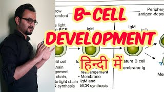 B Cell development maturation in hindi [upl. by Nesnaj930]