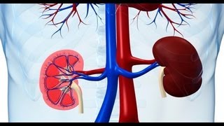 How to maintain healthy kidneys  Dr Deepa Jayaram [upl. by Endaira446]