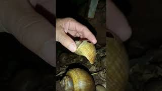 The Snail Care Guide Everything You Need To Know [upl. by Etnuaed971]