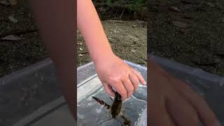 Spotting Signal Crayfish in the Wild [upl. by Llerrit]