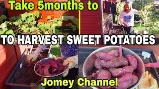 5MONTHS AFTER HARVESTING SWEET POTATOES FROM PLANTERS😲IT WORKS [upl. by Rawna875]