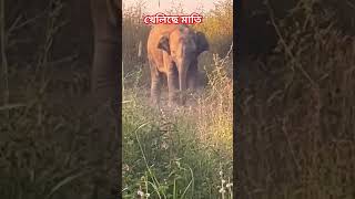 CUTE BABY ELEPHANT PLAYING highlight everyone virelshorts [upl. by Ana]