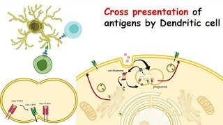 Types of Antigen Cross presentation [upl. by Nyletak652]