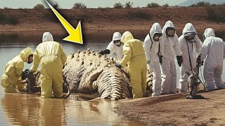 Euphrates River Was Just Sealed Because They Found This [upl. by Rainwater508]