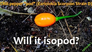 Isopod feeding  Will it isopod  Ep 1 Chili quotpodquot Cariolokia Scorpion Strain D  Timelapse [upl. by Ihskaneem]