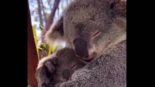 Koala Intimacy [upl. by Meg]