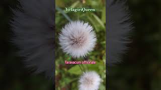 Taraxacum officinale flowers flowers natutal gardenflowers garden motivation sad tamil [upl. by Suertemed727]