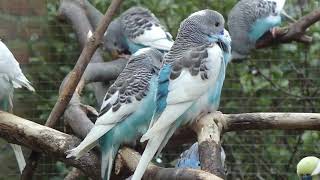 Parkieten geluiden – Parakeet sounds – Lovebird sounds – Budgie sounds –Budgerigar sounds [upl. by Kan]