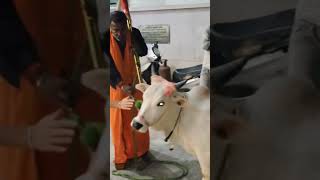 Kashmir to Kanyakumari Gau Raksha maha padayatra Reached Gau Seva Dham Hospital Hodel cow [upl. by Arrais]