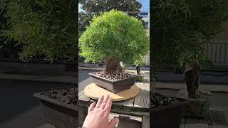 Asparagus fern bonsai  exposed roots [upl. by Wyndham]