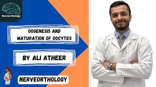 Embryology  oogenesis and maturation of oocytes [upl. by Raquela]