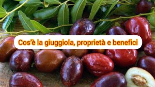 Cos’è la giuggiola proprietà e benefici [upl. by Atipul]