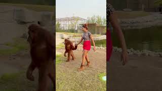 Long drive pe ja rahe h hum animallover zoo tiger lion dubai dubailife love birds [upl. by Bartley296]