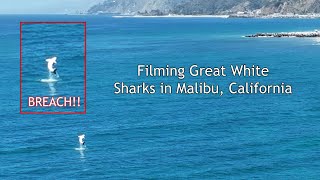 Great White Sharks Filmed Breaching in California [upl. by Llenroc]