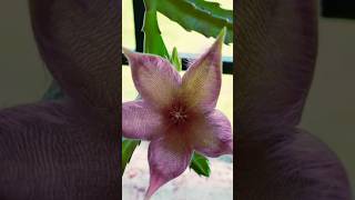 Stapelia grandiflora flower shortvideo garden viral enjoygardeningndnature [upl. by Edya]