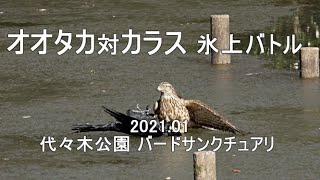 オオタカ対カラス 氷上バトル 202101 代々木公園 4K [upl. by Nirret]