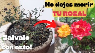 🌹Como revivir un ROSAL🌷SECO de una forma rápida y fácil [upl. by Ebert]