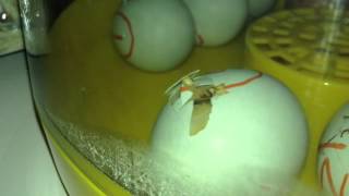 Our Cream Legbar Chicks [upl. by Rosalyn]