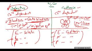 جزيئات الالتصاق على سطح الخلايا Cell adhesion molecules CAM Cadherin Integrin Selectin IgCAM [upl. by Otrebcire]