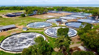 The First the Biggest Super Intensive Shrimp Farm 320 Million Kita per Year [upl. by Natica]