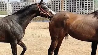 Horse meeting first Time with male New video Horse Breeding Program [upl. by Putscher]