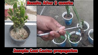 How to grow josephs coat cactus from stem cuttings  opuntia monocantha monstruosa propagation [upl. by Astraea]