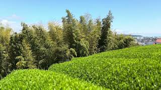 Odawara ogikubo tea field [upl. by Eerej241]