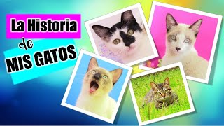 Tag De la MASCOTA  Les cuento la HISTORIA de los DivertiCats  Videos de GATOS Chistosos [upl. by Ado106]